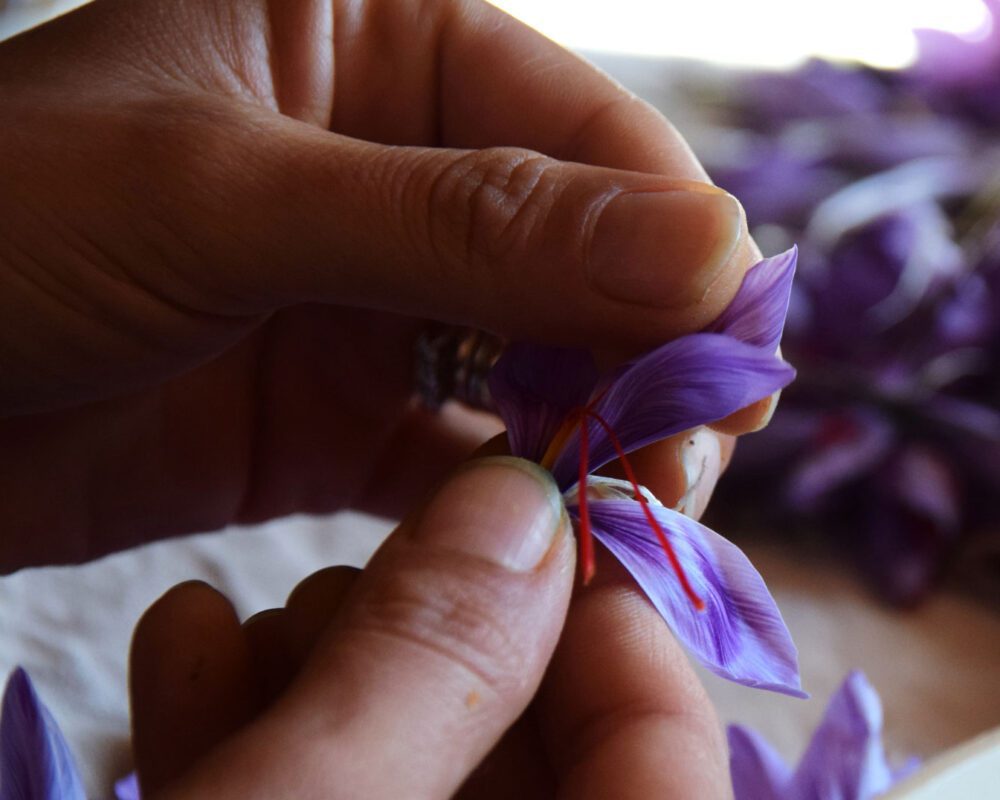 saffron 01